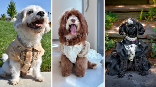 The History Behind the Barong Tagalog and How It Inspired Dog Fashion 🐾