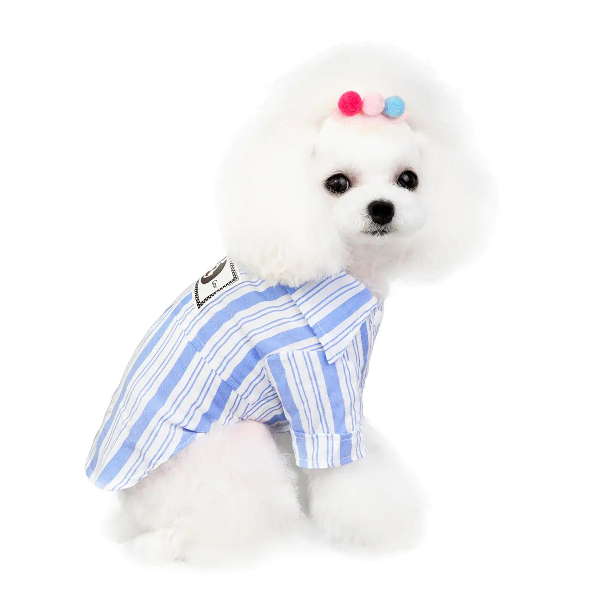 Dog wearing Dolly Shirt โ playful pet apparel