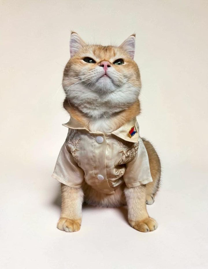 Pet Barong, Cream Polo Barong